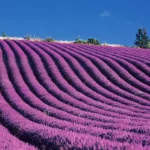 Fragrance Oil French Lavender
