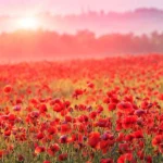 Fragrance Oil Wild Poppy